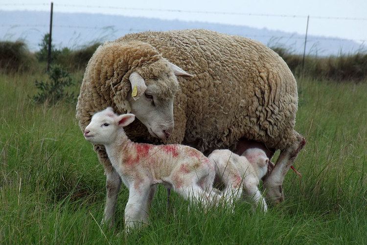 Île-de-France sheep Ile de France Breed Information