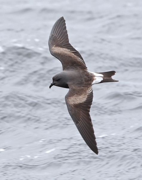 Leach's storm petrel Surfbirds Online Photo Gallery Search Results