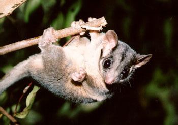 Leadbeater's possum Leadbeater39s Possum Helmeted Honeyeater endemic faunal emblem