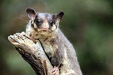 Leadbeater's possum httpsuploadwikimediaorgwikipediacommonsthu