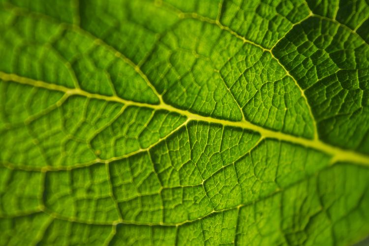 Leaf 771 Leaf Pictures Free HD Stock Photos Unsplash