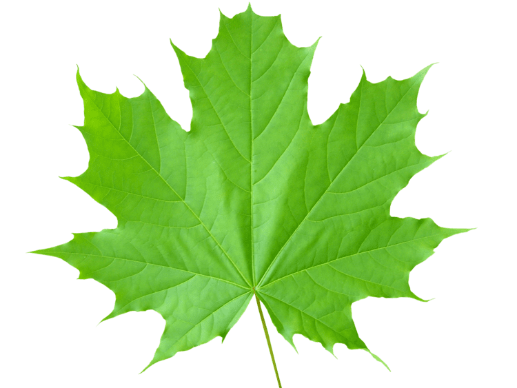 Leaf Green leaves PNG images free download pictures