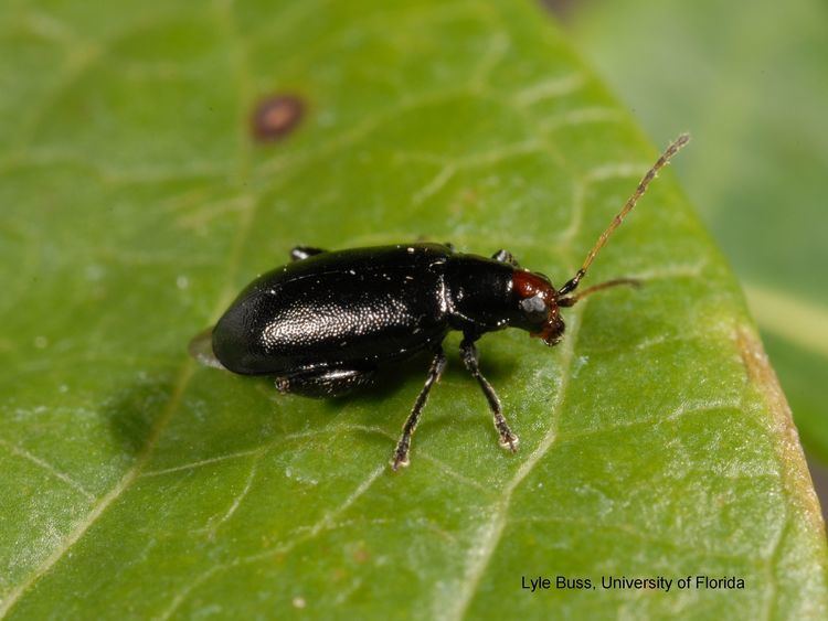 Leaf beetle Welcome to the Fruit amp Vegetable IPM Lab at The University of Florida