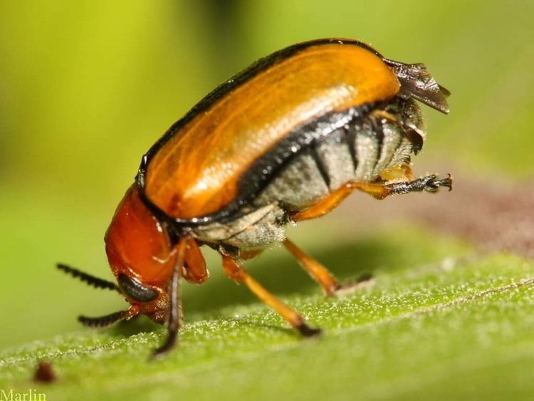 Leaf beetle Claycolored Leaf Beetle Anomoea laticlavia