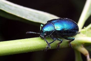 Leaf beetle tolweborgtreeToLimagesChrysochus1250aJPG