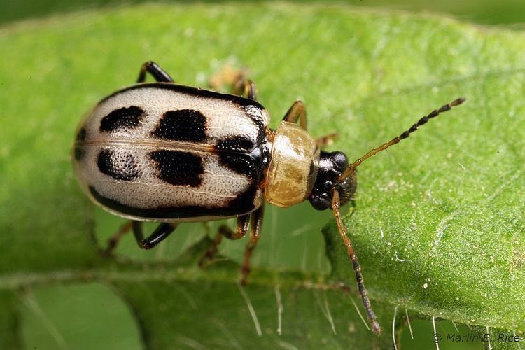 Leaf beetle Bean Leaf Beetle Soybeans DuPont Pioneer