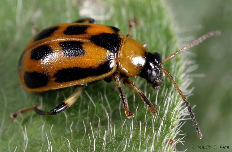 Leaf beetle Bean Leaf Beetle Soybeans DuPont Pioneer