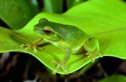 Leaf green tree frog Wildthings LeafGreen Tree Frog or Stream Frog