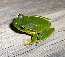 Leaf green tree frog httpsuploadwikimediaorgwikipediacommonsthu