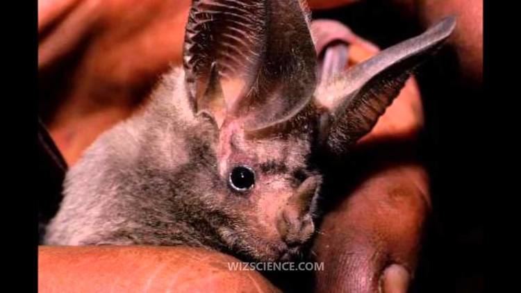 Leaf-nosed bat California leafnosed bat Video Learning WizSciencecom YouTube