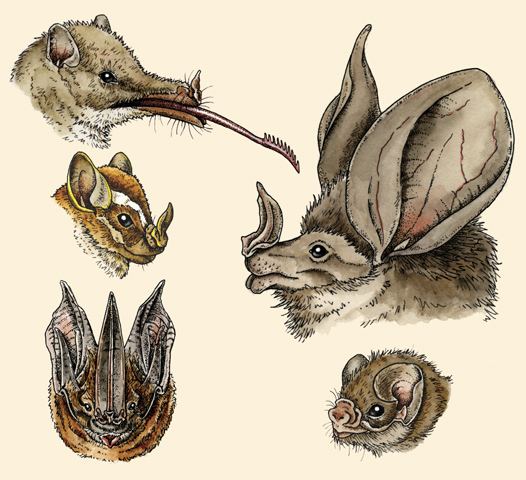 Leaf-nosed bat animaldiversityorgcollectionscontributorsGrzim