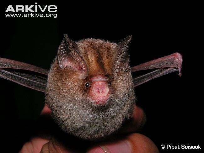 Leaf-nosed bat Thailand leafnosed bat videos photos and facts Hipposideros