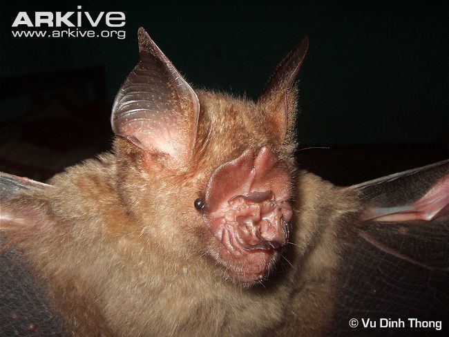 Leaf-nosed bat Shieldnosed leafnosed bat photo Hipposideros scutinares G78376