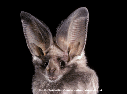 Leaf-nosed bat California Leafnosed bat Fact Sheet