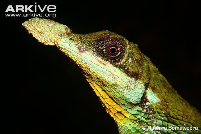 Leaf-nosed lizard Tennent39s leafnosed lizard photo Ceratophora tennentii G31571