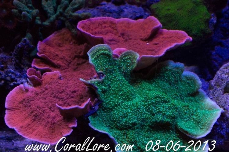 Leaf plate montipora - Alchetron, The Free Social Encyclopedia