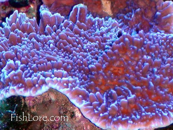 Leaf plate montipora - Alchetron, The Free Social Encyclopedia