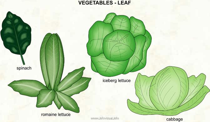 Leaf vegetable Vegetables leaf Visual Dictionary