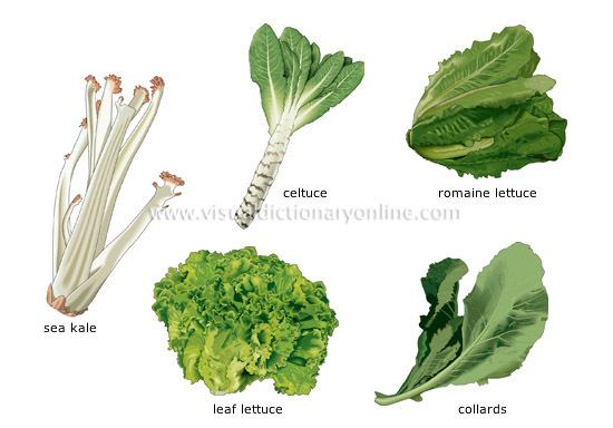 Leaf vegetable FOOD amp KITCHEN FOOD VEGETABLES LEAF VEGETABLES 1 image