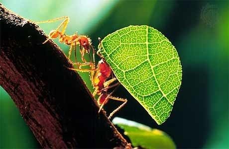 Leafcutter ant leafcutter ant insect tribe Britannicacom