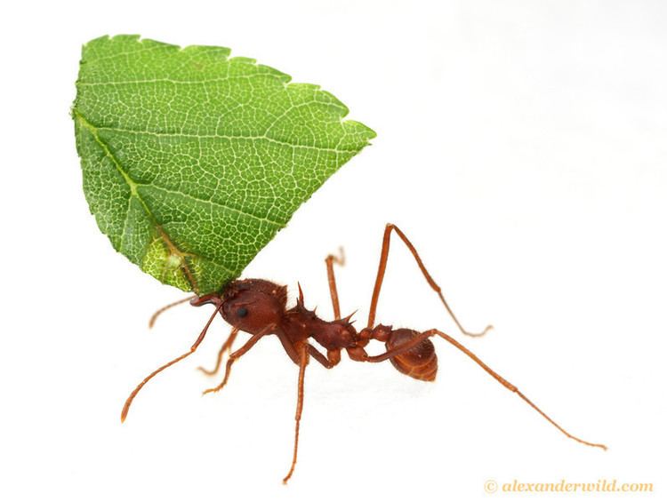 Leafcutter ant How Leafcutter Ants Evolved From Farmers Into Cows Phenomena