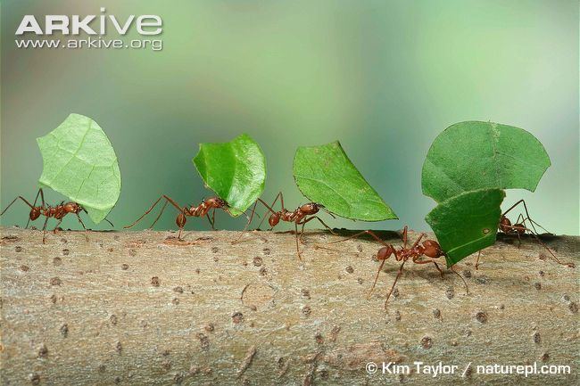 Leafcutter ant Leafcutter ant videos photos and facts Atta cephalotes ARKive