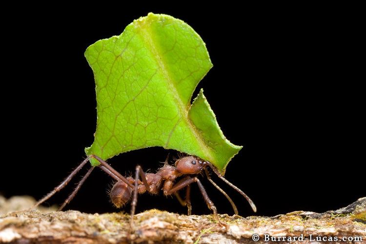 Leafcutter ant Leafcutter Ant BurrardLucas Photography