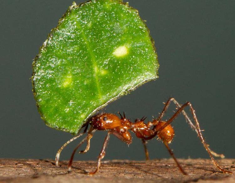 Leafcutter ant Leafcutter Ant Atta spp and Acromyrmex spp Rainforest Alliance