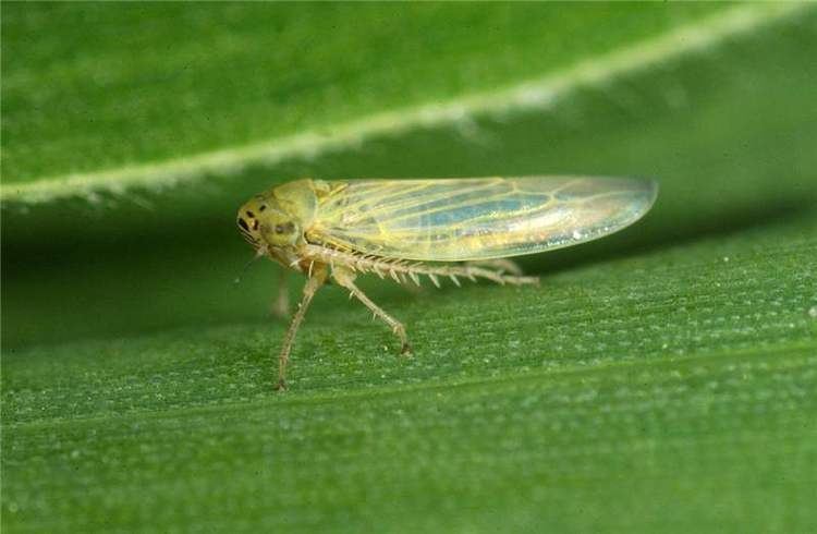 Leafhopper Factsheet Cicadulina mbila Naude Maize Leafhopper