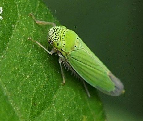 Leafhopper Leaf Hopper Barmac Pty Ltd