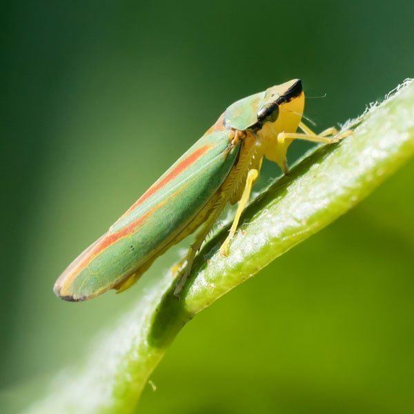 Leafhopper Leafhopper Control Planet Natural