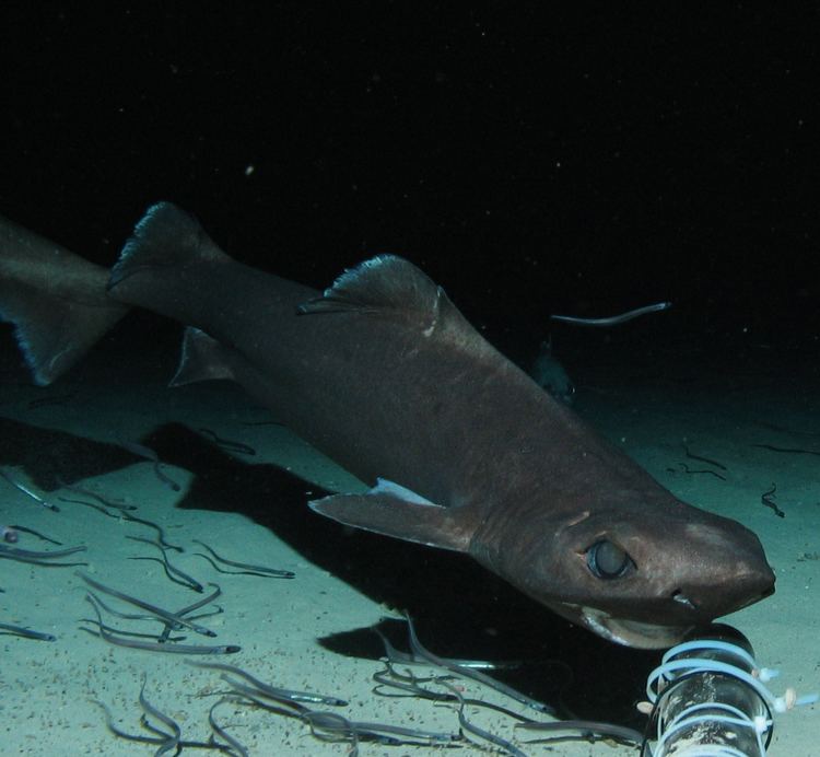 Leafscale gulper shark eufp7coralfishnetgalleryoceanlabimagesmay08