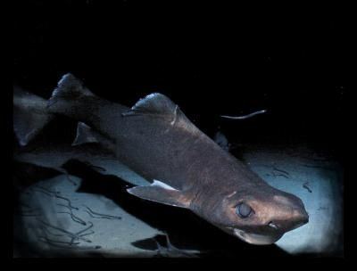 Leafscale gulper shark The leafscale gulper shark Centrophorus squamosus is a dogfish and