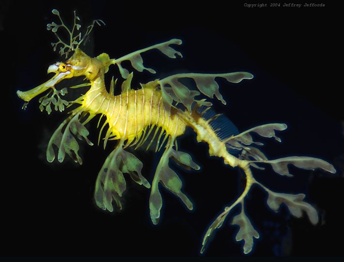 Leafy seadragon Leafy Sea Dragon 9 Phycodurus eques