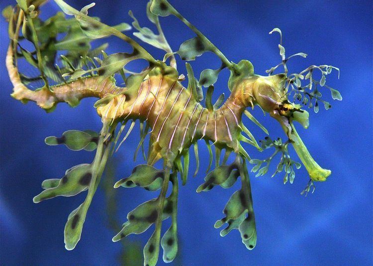 Leafy seadragon Leafy and Weedy Sea Dragons Leafy and Weedy Sea Dragon Pictures