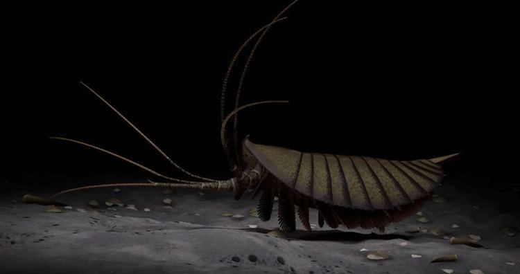 Leanchoilia Leanchoilia Fossil Gallery The Burgess Shale