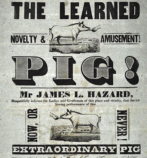 Learned pig PYG A Plethora of Learned Pigs