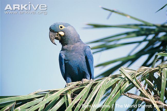 Lear's macaw Lear39s macaw videos photos and facts Anodorhynchus leari ARKive