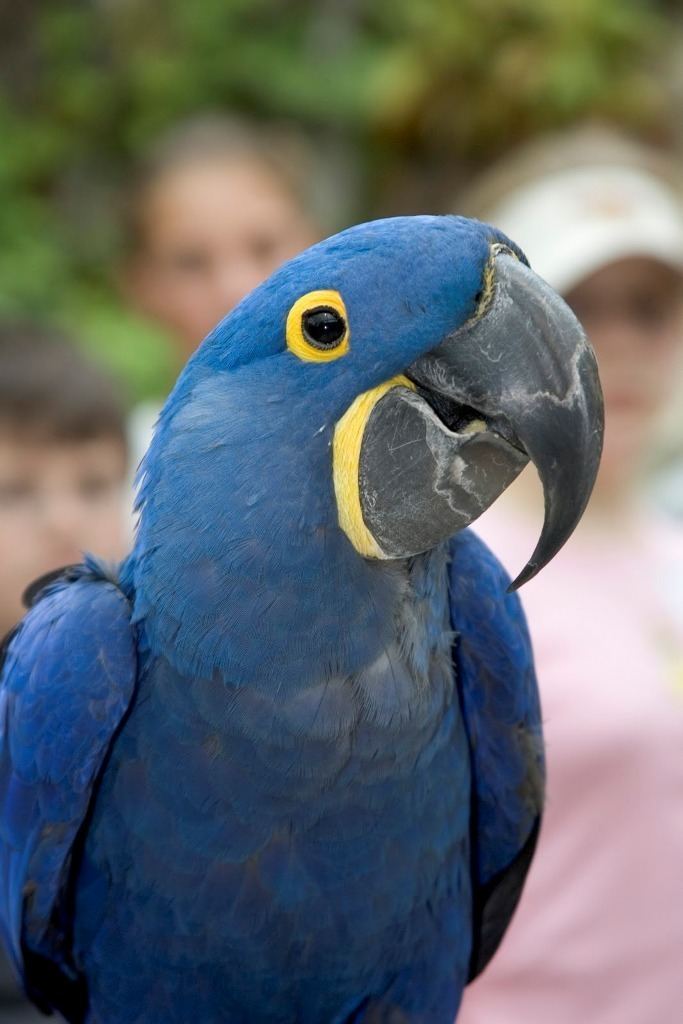 Lear's macaw Macaw