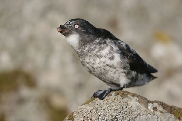 Least auklet Seabird Youth Network Least Auklet Seabird Youth Network
