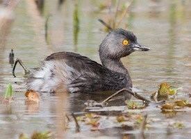 Least grebe Least Grebe Identification All About Birds Cornell Lab of