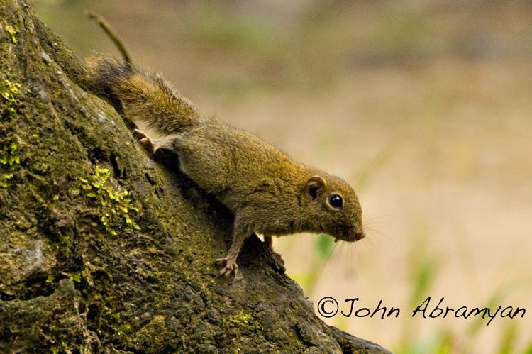 Least pygmy squirrel CalPhotos Exilisciurus exilis Least Pygmy Squirrel