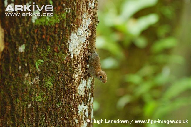 Least pygmy squirrel Least pygmy squirrel videos photos and facts Exilisciurus exilis
