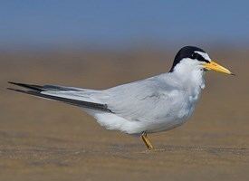 Least tern Least Tern Identification All About Birds Cornell Lab of Ornithology