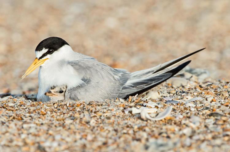 Least tern Least Tern Audubon Field Guide