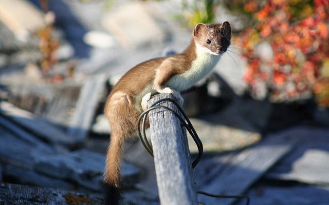 Least weasel Facts about the least weasel The Nature Conservancy