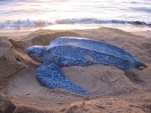 Leatherback sea turtle Information About Sea Turtles Leatherback Sea Turtle Sea Turtle