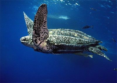 Leatherback sea turtle Sea Turtles Part 3 Leatherbacks Loggerheads and Greens
