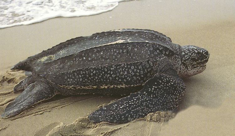 Leatherback sea turtle Leatherback Sea Turtle