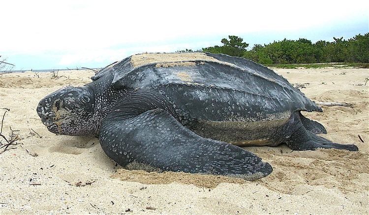 Leatherback sea turtle httpsuploadwikimediaorgwikipediacommonsff